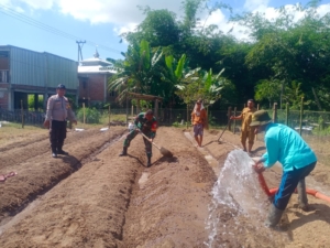 Pekarangan Jadi Produktif, Babinsa Desa Lopok Bangun Bedeng Sayur Bareng Warga