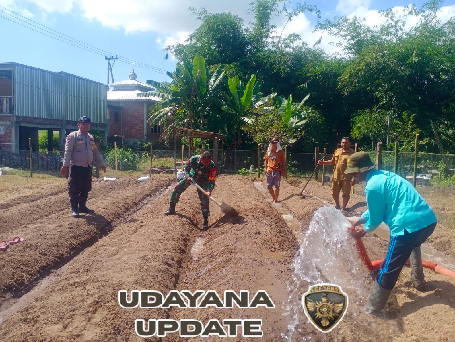 Pekarangan Jadi Produktif, Babinsa Desa Lopok Bangun Bedeng Sayur Bareng Warga