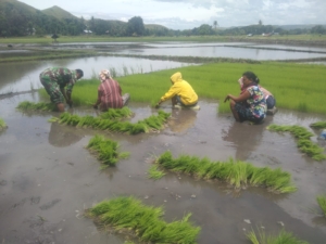 Babinsa Koramil 05/Waingapu Bantu Warga Siapkan Bibit Padi Untuk Ditanam