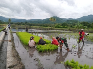 Babinsa Koramil 1602-04/Maurole Laksanakan Penanaman Padi Bersama Kelompok Tani di Desa Ranokolo