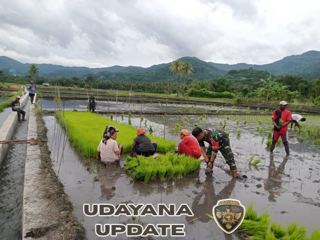 Babinsa Koramil 1602-04/Maurole Laksanakan Penanaman Padi Bersama Kelompok Tani di Desa Ranokolo