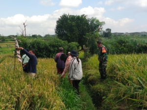 Babinsa Koramil Dawan Dampingi Monitoring Alsintan Dan Peninjauan Lahan Gerakan Panen Padi Bersama