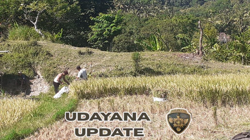 Dibantu Babinsa, Petani di Pangkung Paruk optimis raih  panen yang maksimal