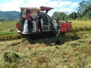 Babinsa Koramil 1628-01 Taliwang Dampingi Pemantauan Panen Kedua di Desa Lampok