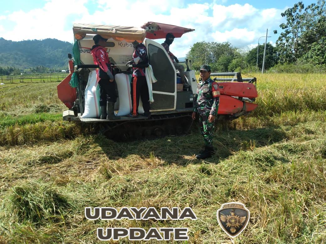 Babinsa Koramil 1628-01 Taliwang Dampingi Pemantauan Panen Kedua di Desa Lampok