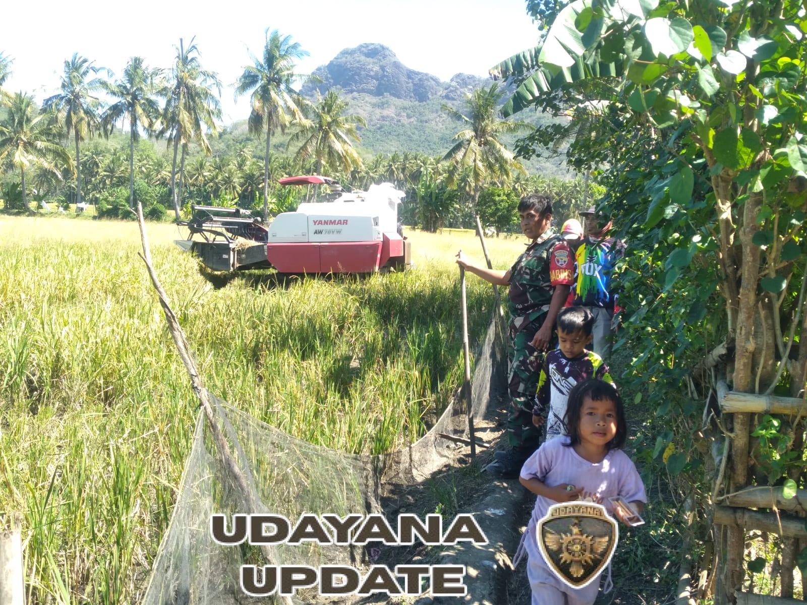 Babinsa Seteluk Kawal Langsung Proses Panen Padi Warga di Desa Desaloka