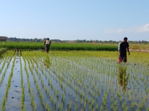 Dukung Hanpangan Babinsa Koramil 03/Pahunga Lodu Dampingi Petani Semprot Padi