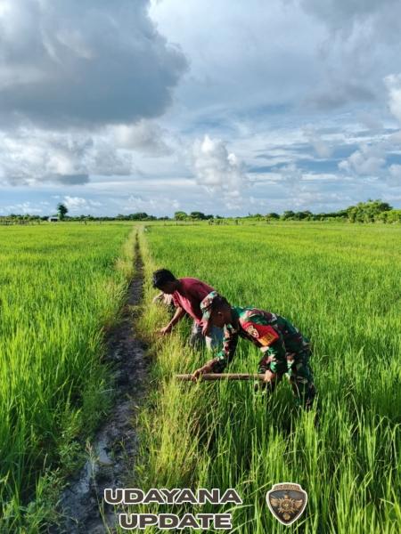 Meringankan Beban,Babinsa Koramil 02/Rindi Umalulu Dampingi Petani Bangun Pematang Sawah