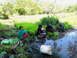 Babinsa Koramil 06/Karera Dampingi Petani Cabut Bibit Padi di Desa Nggongi
