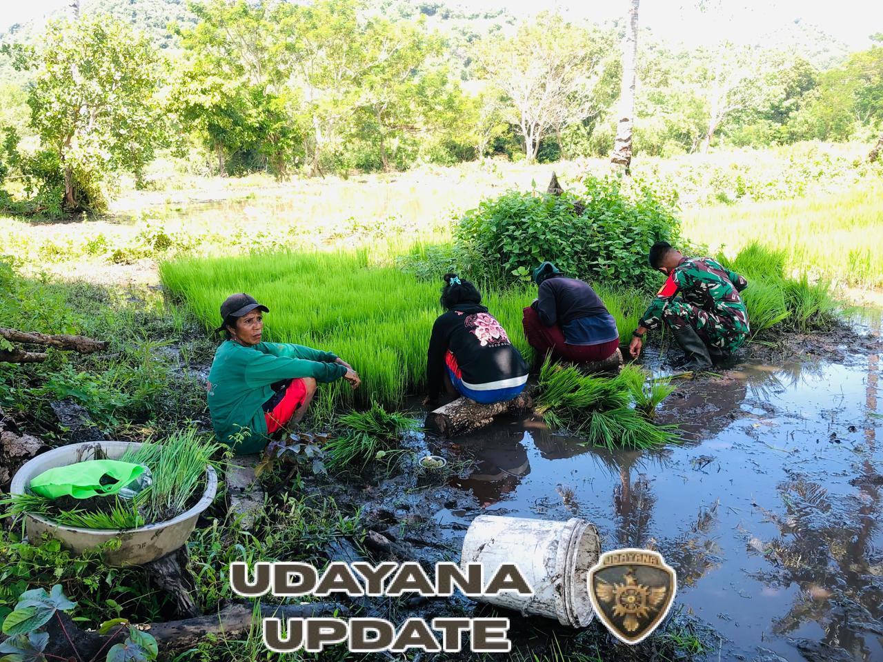 Babinsa Koramil 06/Karera Dampingi Petani Cabut Bibit Padi di Desa Nggongi