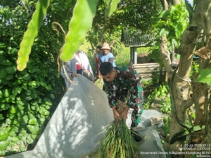 TNI Dampingi Petani, Pengubinan Padi Di Subak Gunaksa Dikawal Babinsa