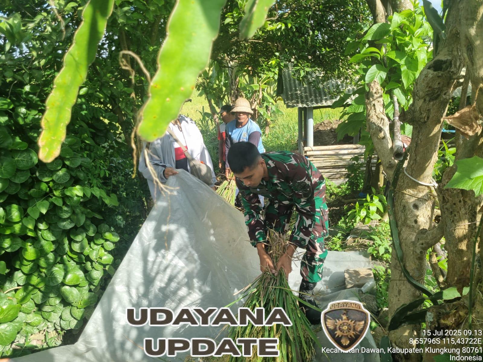 TNI Dampingi Petani, Pengubinan Padi Di Subak Gunaksa Dikawal Babinsa