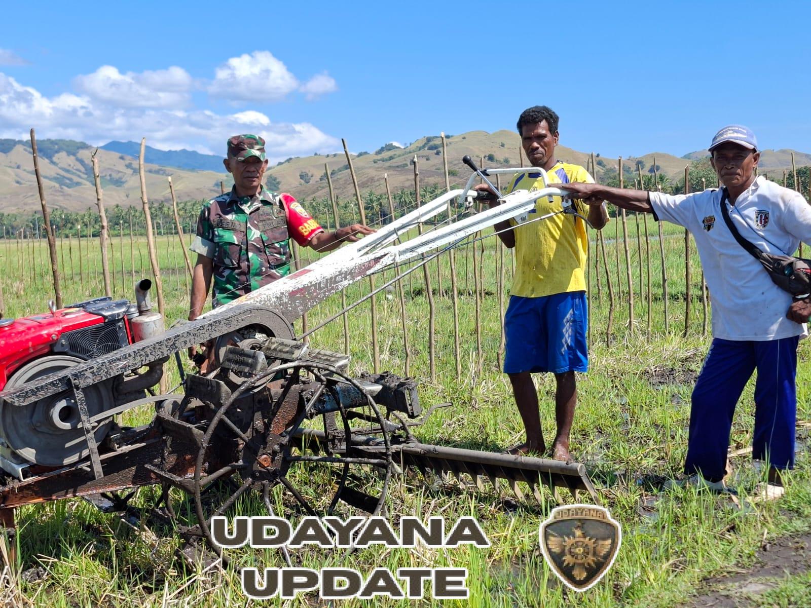 Dukung Ketahanan Pangan, Babinsa Ende Turun ke Sawah Bersama Poktan Alam Bumi