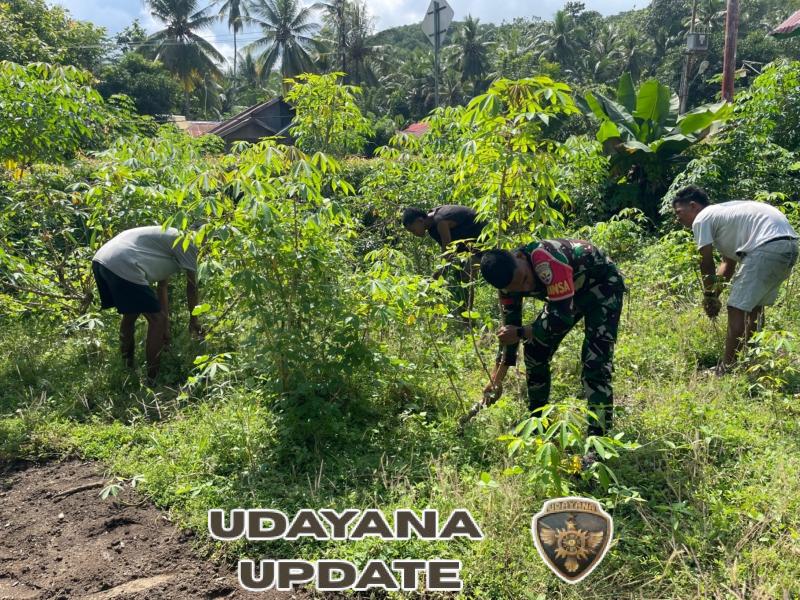 Babinsa Koramil Ende Turun Langsung Bantu Petani Singkong di Desa Ndetuzea