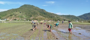 Babinsa Kelurahan Sampir Aktif Terlibat dalam Penanaman Padi Musim Ini