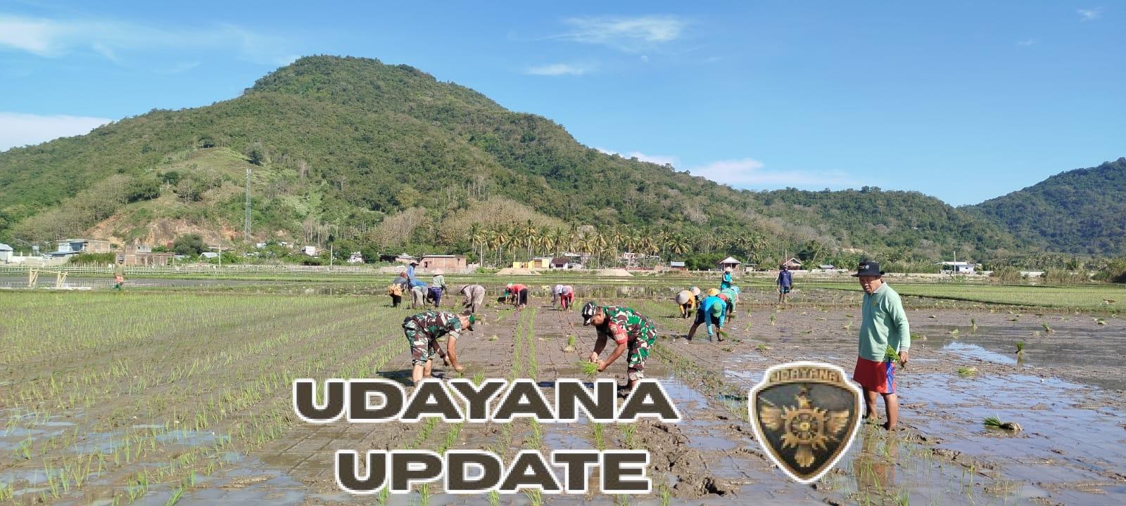 Babinsa Kelurahan Sampir Aktif Terlibat dalam Penanaman Padi Musim Ini