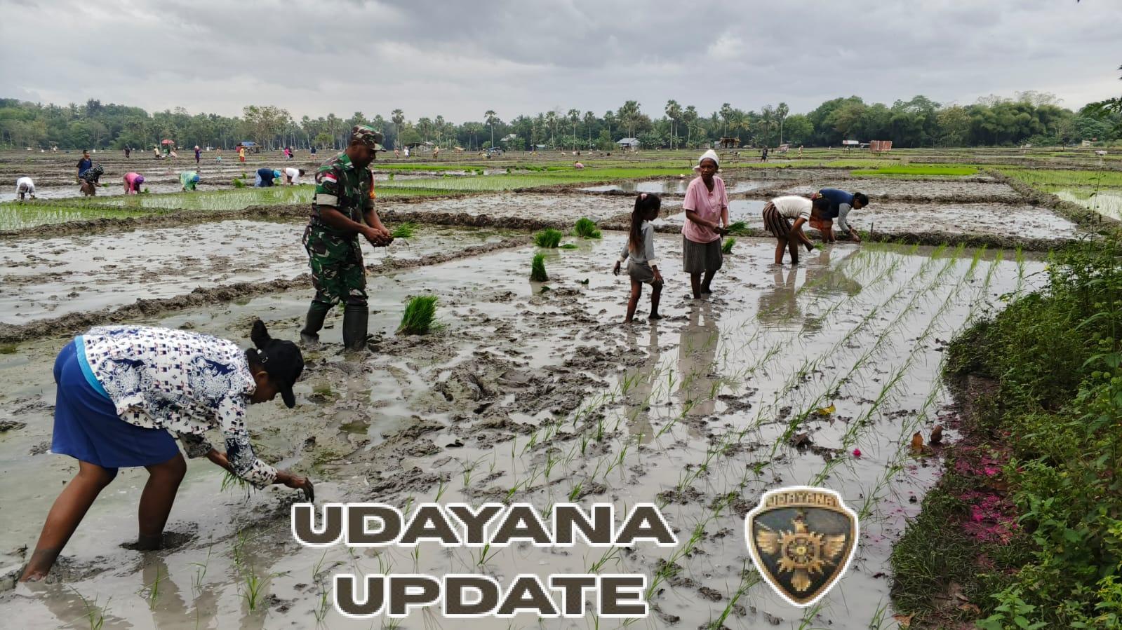 Babinsa Bergandengan Tangan dengan Petani, Wujudkan Desa Sejahtera dan Ketahanan Pangan