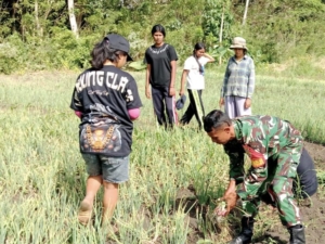 Babinsa Sertu Fahrurrahman Komsos Saat Panen Bawang di Wekarou