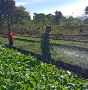 Babinsa Koramil 1618-02/Miobar Bantu Petani Siram Tanaman, Wujud Nyata Kepedulian TNI di Sektor Pertanian