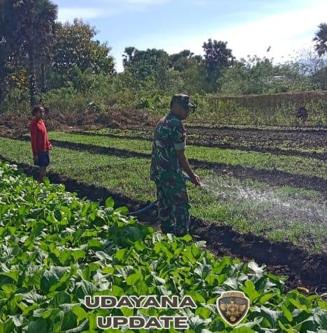 Babinsa Koramil 1618-02/Miobar Bantu Petani Siram Tanaman, Wujud Nyata Kepedulian TNI di Sektor Pertanian