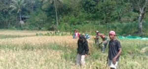 .Babinsa Koramil 04/Tabundung Dampingi Warga Panen Padi di Desa Billa