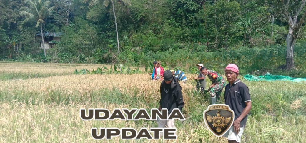 .Babinsa Koramil 04/Tabundung Dampingi Warga Panen Padi di Desa Billa