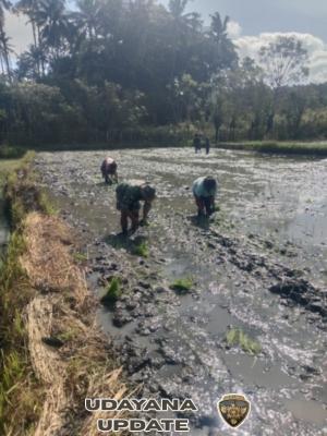 Tingkatkan LTT, Babinsa Koramil 06/Karena Bersama Petani Tanam Padi Seluas di Nggongi
