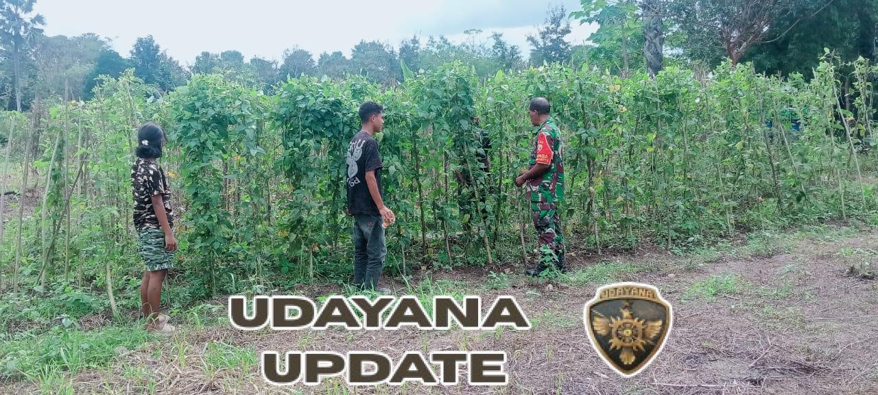 Anggota Subsatgaster Pos Pantai Tuamese Dampingi Petani, Bantu Perawatan Tanaman dan Atasi Kendala di Lapangan