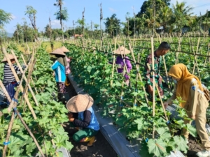 Tingkatkan Hasil Panen Mentimun, Babinsa Dorong Petani Lakukan Polinasi Tanaman
