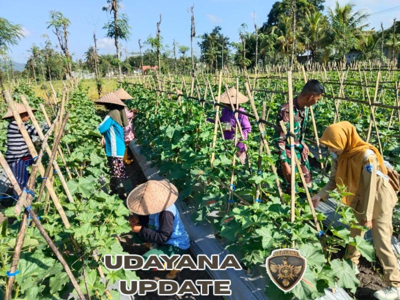Tingkatkan Hasil Panen Mentimun, Babinsa Dorong Petani Lakukan Polinasi Tanaman