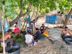 Babinsa Blang Merang Dorong Budidaya Rumput Laut dengan Bibit Berkualitas
