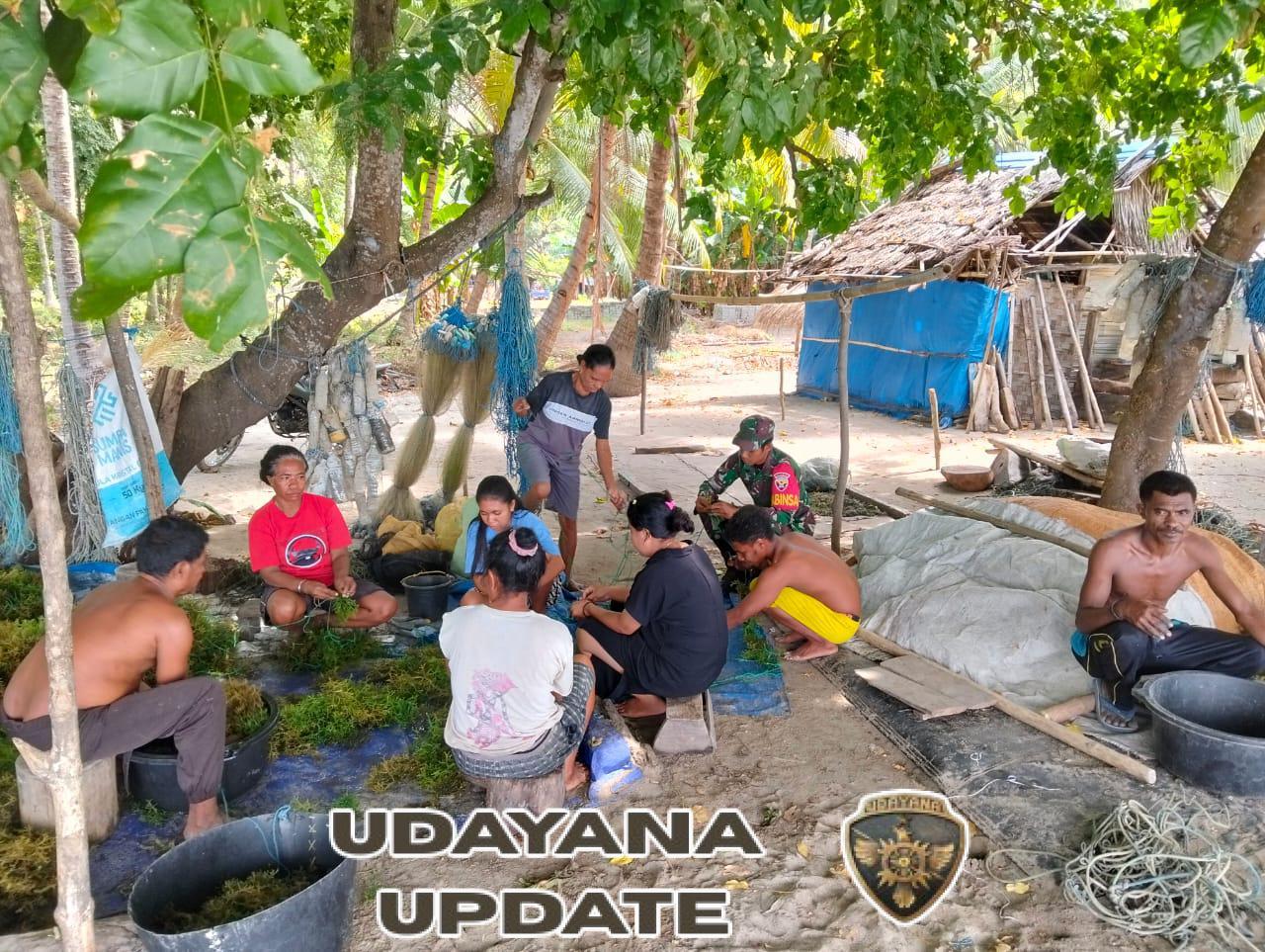 Babinsa Blang Merang Dorong Budidaya Rumput Laut dengan Bibit Berkualitas