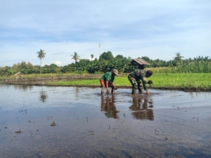 Babinsa dan Petani Te’maeh Kompak Bersihkan Lahan Sawah di Desa Aimoli