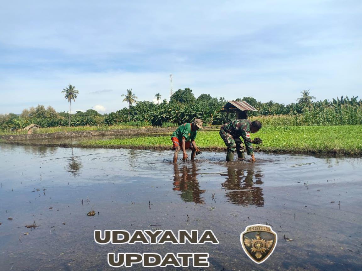 Babinsa dan Petani Te’maeh Kompak Bersihkan Lahan Sawah di Desa Aimoli