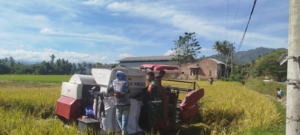 Gabah Petani Aman, Babinsa Pastikan Panen dan Distribusi Lancar