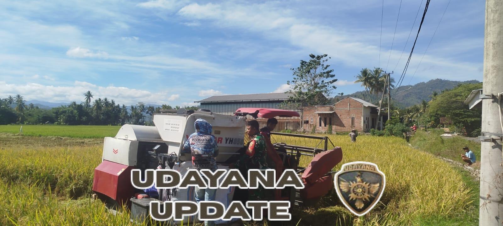 Gabah Petani Aman, Babinsa Pastikan Panen dan Distribusi Lancar