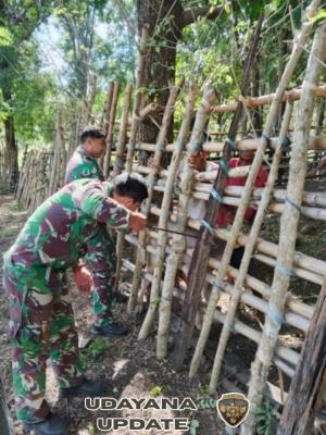 Cegah PMK, Babinsa Koramil 06/Karera Dampingi Petugas Kesehatan Vaksin Hewan Ternak