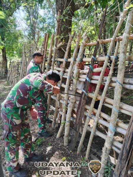Cegah PMK, Babinsa Koramil 06/Karera Dampingi Petugas Kesehatan Vaksin Hewan Ternak