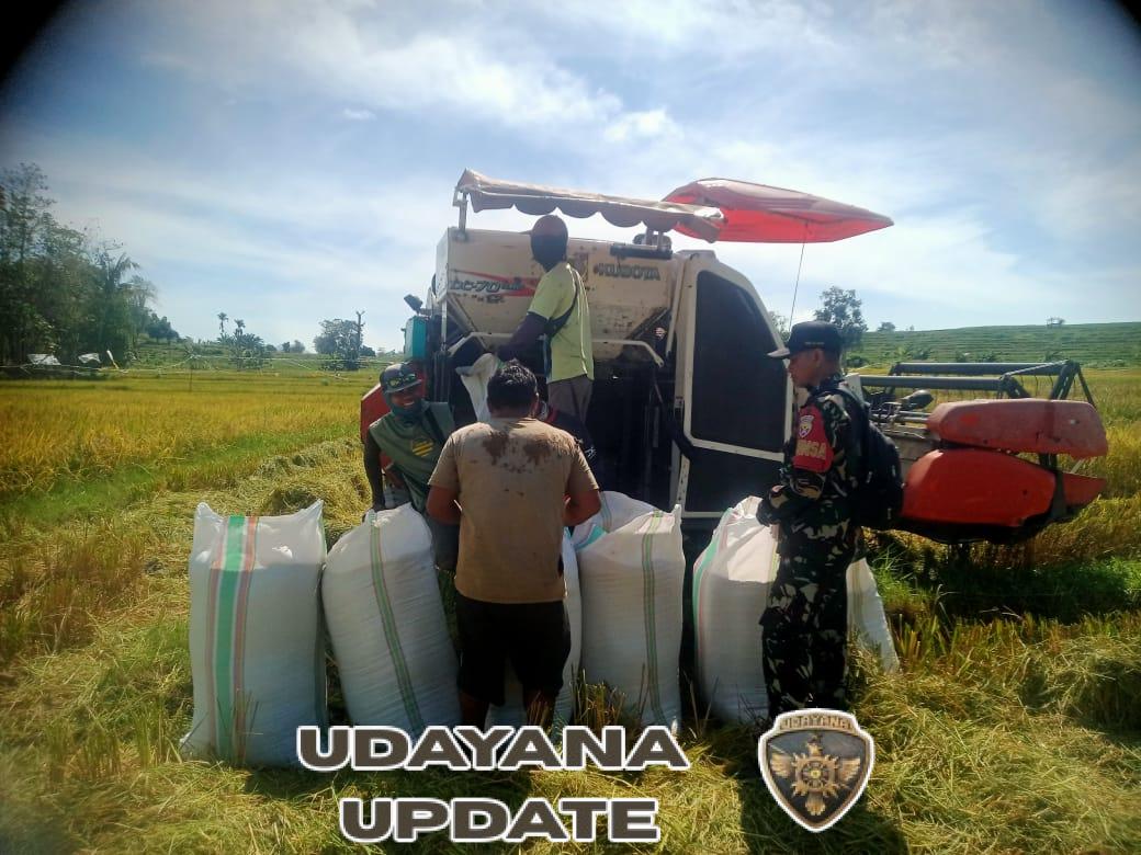 Babinsa Koramil 1614-01 Dompu Panen Padi, Dorong Ketahanan Pangan Dompu