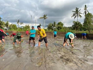 Dandim Klungkung Terjunkan Personel Tanam Padi Bersama Di Kecamatan Banjarangkan