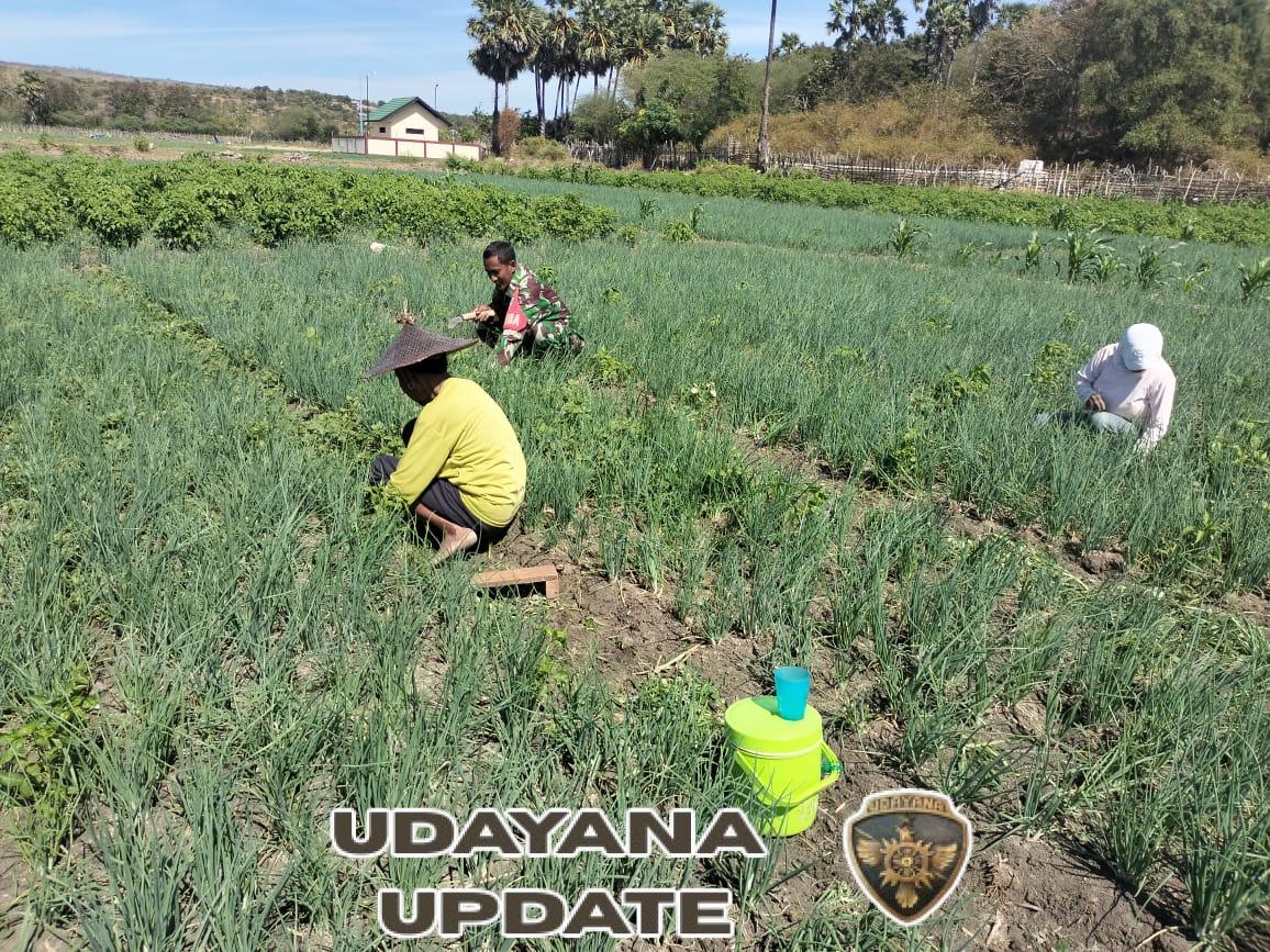 Babinsa Patroli Wilayah Bantu Petani Bersihkan Kebun Bawang