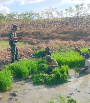 Sebagai Wujud Kepedulian Guna Meningkatkan Hasil Pertanian,Babinsa Komsos Dengan Petani