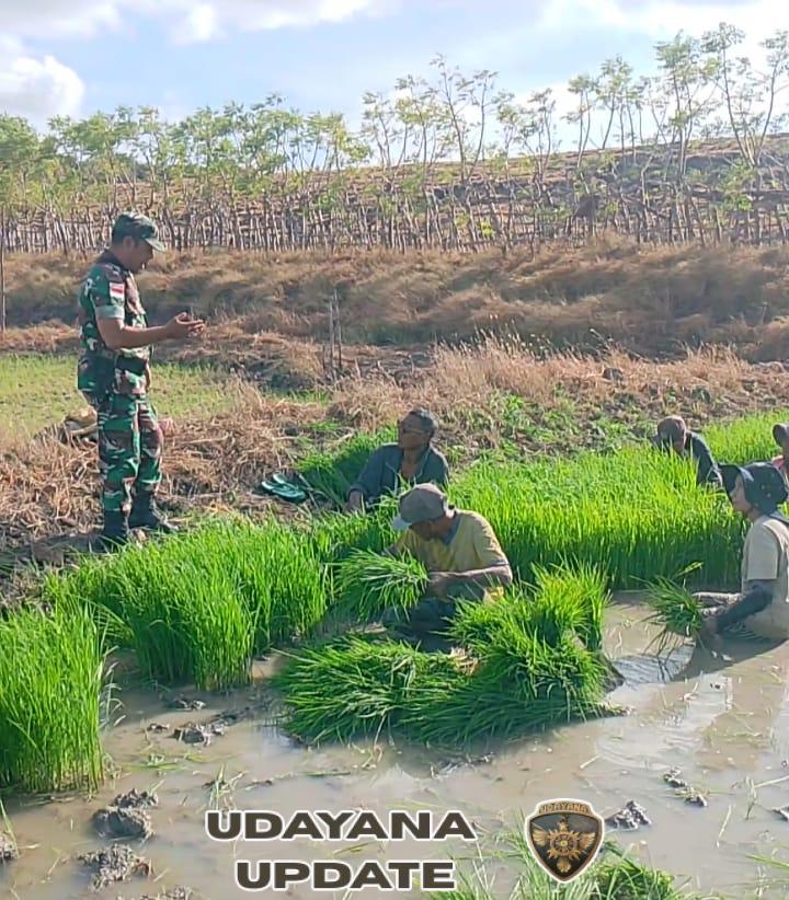 Sebagai Wujud Kepedulian Guna Meningkatkan Hasil Pertanian,Babinsa Komsos Dengan Petani