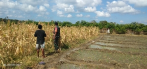 Babinsa Serda Roni Riberu Laksanakan Monitoring dan Pendataan Lahan di Fatelilo