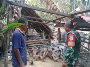 Babinsa Sertu David Bullen Pantau Peternakan Itik di Tuabolok, Mokdale