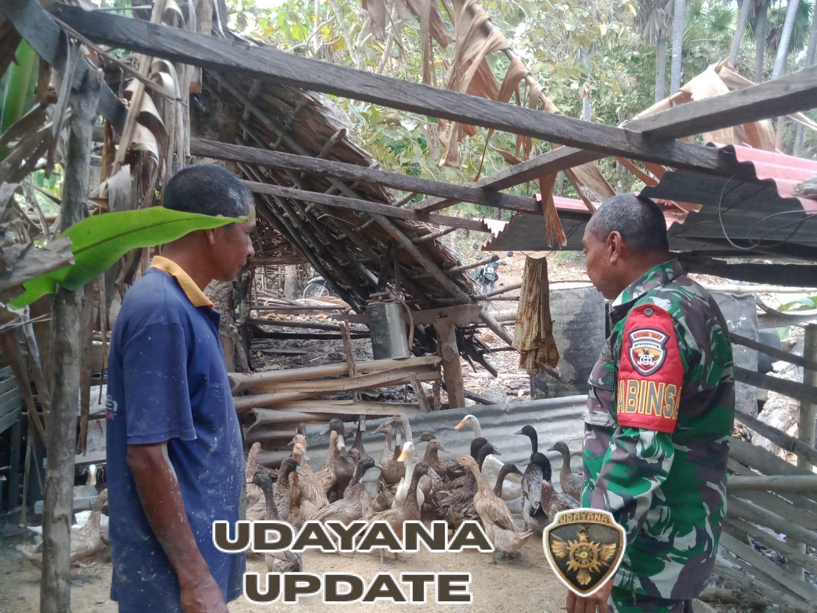 Babinsa Sertu David Bullen Pantau Peternakan Itik di Tuabolok, Mokdale