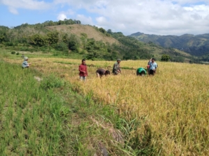 Peduli Petani, Babinsa Walakaka Turun ke Sawah Bantu Panen Padi