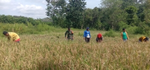 Sinergitas TNI dan Warga, Babinsa Tabundung Turun ke Sawah Panen Padi