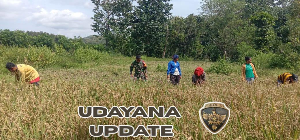 Sinergitas TNI dan Warga, Babinsa Tabundung Turun ke Sawah Panen Padi