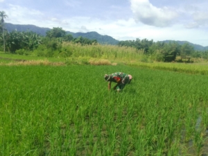 Babinsa Kodim 1622/Alor Bantu Petani Bersihkan Rumput Liar di Petak Sawah